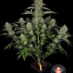 Serious Kush cannabis seeds – Indica Dominant – Couch Lock – Super Strength – image 3 from Seed City