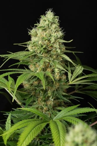 showing Indica Dominant – 12/12 Photoperiod – Large yield – image 1 – Seed City
