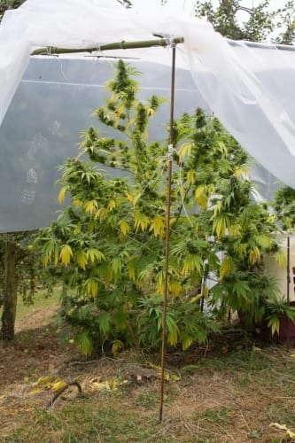 Shark Shock CBD by Dinafem Seeds – Large yield – Indica Dominant – Suited for indoor growing – image 2 – Seed City