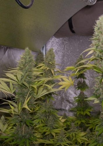 Shark Shock CBD by Dinafem Seeds – Suited for indoor growing – High CBD – Appetite Stimulant – image 3 – Seed City