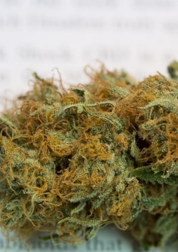 Shark Shock CBD cannabis seeds – Indica Dominant – 12/12 Photoperiod – Guaranteed female plants – image 5 from Seed City