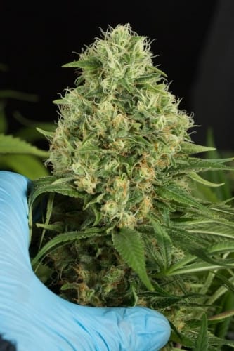 Shark Shock CBD cannabis seeds – 12/12 Photoperiod – Indica Dominant – High CBD – image 6 from Seed City