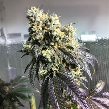 Image 2 of Sherb Biker cannabis by Karma Genetics – Outdoor – Regular – 12/12 Photoperiod – Seed City