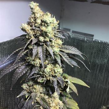 Berry – Outdoor – 12/12 Photoperiod – Sherb Biker strain – image 3 – from Karma Genetics via Seed City