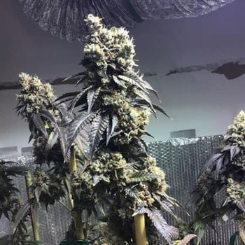 Sherb Biker from Karma Genetics