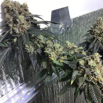 showing Regular – Outdoor – 12/12 Photoperiod – image 4 – Seed City