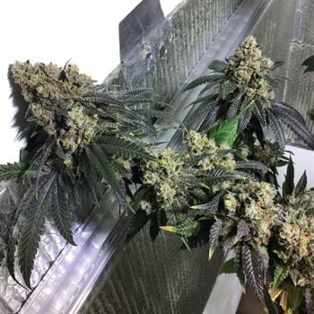 Sherb Biker by Karma Genetics – 12/12 Photoperiod – Regular – Berry – image 5 – Seed City