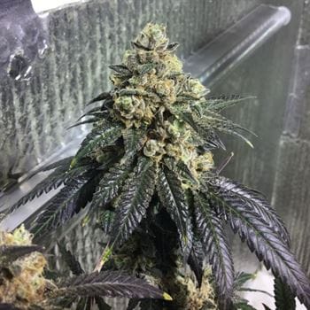 Sherb Biker cannabis seeds – 12/12 Photoperiod – Outdoor – Regular – image 6 from Seed City