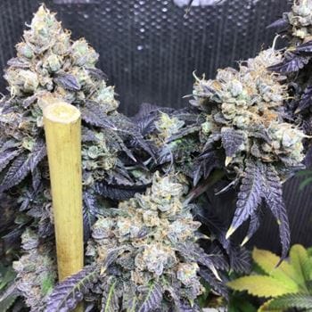Image 8 of Sherb Biker cannabis by Karma Genetics – Outdoor – Berry – 12/12 Photoperiod – Seed City