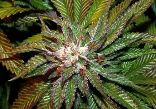 BC Shiatsu Kush cannabis seeds – Suited for indoor growing – Stress Relief – 12/12 Photoperiod – image 2 from Seed City