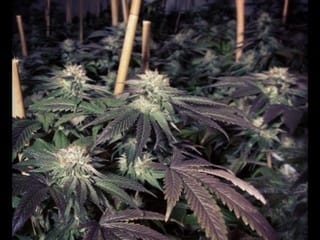 Image 3 of BC Shiatsu Kush cannabis by BC Bud Depot – Regular – Stress Relief – Suited for indoor growing – Seed City