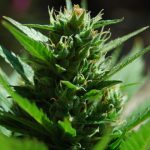 Image 2 of Short Stuff #1 cannabis by Short Stuff Seeds – Body Stone – Auto-Flowering – Outdoor cultivation – Seed City