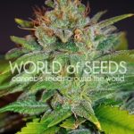 Skunk 47 by World of Seeds – Female seeds – Indica Dominant – Good for outdoor grow – image 2 – Seed City