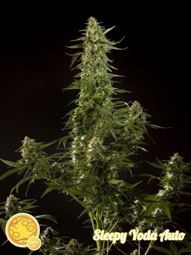Woodsy – Feminized – Narcotic – Sleepy Yoda Auto strain – image 2 – from Philosopher Seeds via Seed City