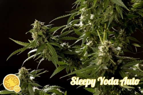 Sleepy Yoda Auto from Philosopher Seeds