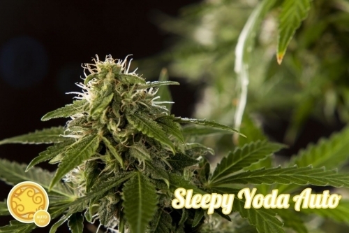 Sleepy Yoda Auto cannabis seeds – Feminized – Narcotic – Good for outdoor grow – image 5 from Seed City