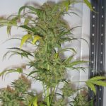 showing Indica – Super Strength – Piney – image 1 – Seed City