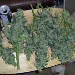 Snowryder from Short Stuff Seeds