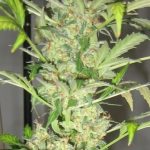 showing Feminized – Auto-Flowering – Indica – image 2 – Seed City