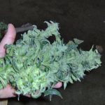 Image 4 of Snowryder cannabis by Short Stuff Seeds – Piney – Auto-Flowering – Body Stone – Seed City