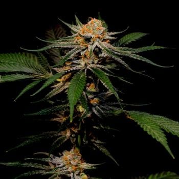 showing Mostly Indica – 12/12 Photoperiod – Outdoor – image 2 – Seed City