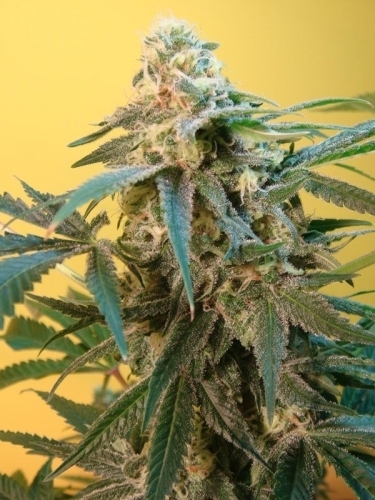 Sonic Fly from Mosca Seeds