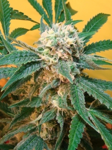 showing 12/12 Photoperiod – Pineapple – Mostly Indica – image 2 – Seed City