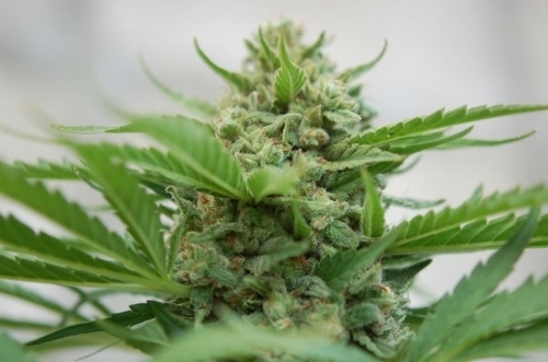 Sonic Fly by Mosca Seeds – Pineapple – Mostly Indica – Regular – image 5 – Seed City