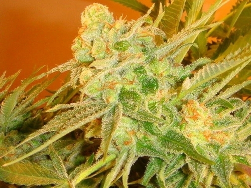 The End of October – Greenhouse – Pineapple – Sonic Fly strain – image 6 – from Mosca Seeds via Seed City