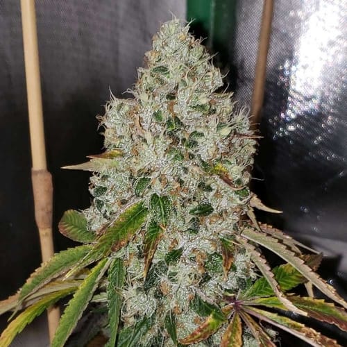 Image 3 of Sour Fire Tahoe cannabis by Karma Genetics – Sour – Outdoor – 12/12 Photoperiod – Seed City