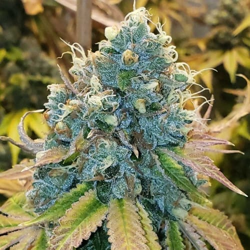 Image 4 of Sour Fire Tahoe cannabis by Karma Genetics – High Yielding – 12/12 Photoperiod – Sour – Seed City