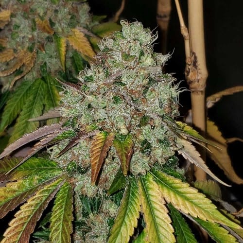 Sour Fire Tahoe by Karma Genetics – Regular – 12/12 Photoperiod – Outdoor – image 5 – Seed City