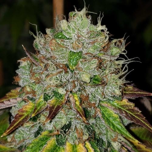 Outdoor – Sour – 12/12 Photoperiod – Sour Fire Tahoe strain – image 6 – from Karma Genetics via Seed City