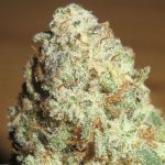 Sour Gob Stopper cannabis seeds – 12/12 Photoperiod – Guaranteed female plants – Indica-heavy – image 2 from Seed City
