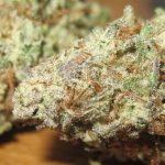 Large yield – Sweet – Suited for indoor growing – Sour Gob Stopper strain – image 3 – from Ultra Genetics via Seed City