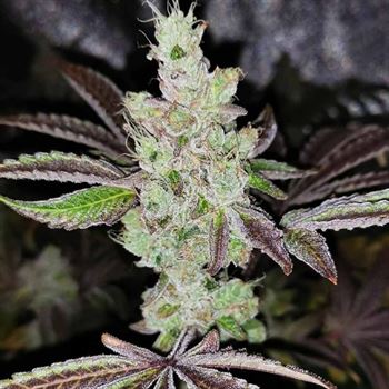 Image 2 of Sour Kuntz cannabis by Pheno Finder Seeds – Indoor-friendly – 50% Indica/50% Sativa – Sour – Seed City