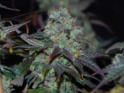 Sour Leda by Karma Genetics – 12/12 Photoperiod – Citrus – Regular – image 2 – Seed City