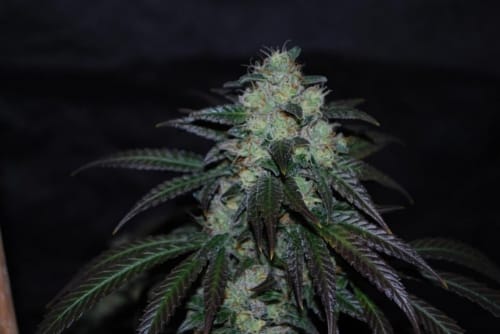 Sour Leda cannabis seeds – Regular – Citrus – Outdoor – image 3 from Seed City
