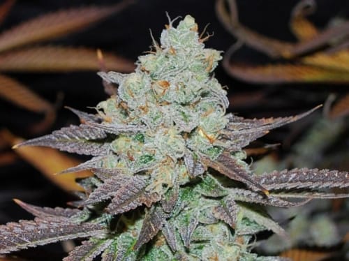 Image 4 of Sour Leda cannabis by Karma Genetics – Regular – Outdoor – 12/12 Photoperiod – Seed City