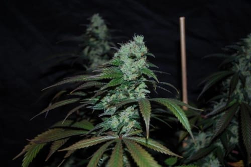 Sour Leda by Karma Genetics – Regular – 12/12 Photoperiod – Outdoor – image 5 – Seed City