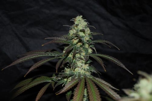 Sour Leda from Karma Genetics