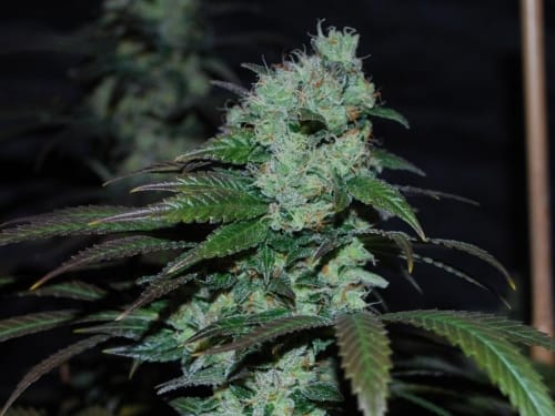 showing Citrus – Outdoor – 12/12 Photoperiod – image 6 – Seed City