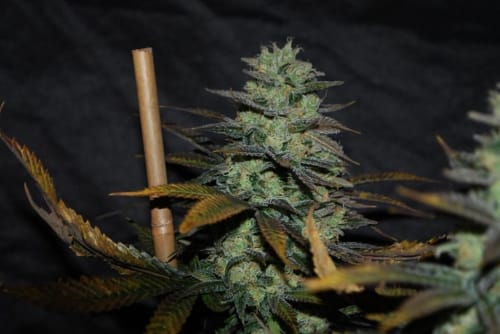Outdoor – 12/12 Photoperiod – Regular – Sour Leda strain – image 8 – from Karma Genetics via Seed City