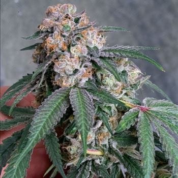 showing 50% Indica/50% Sativa – Indoor – 12/12 Photoperiod – image 1 – Seed City