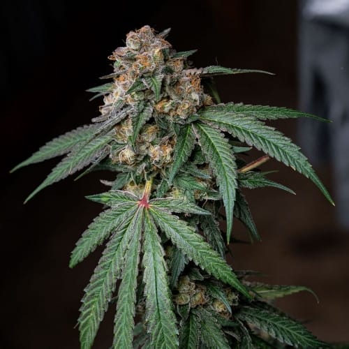 Sour Lemon Mochi cannabis seeds – 12/12 Photoperiod – Indoor – 50% Indica/50% Sativa – image 3 from Seed City