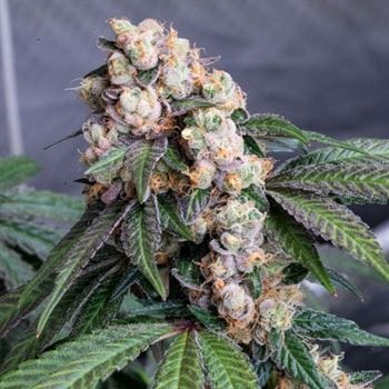 Sour Lemon Mochi by Karma Genetics – 50% Indica/50% Sativa – Berry – Indoor – image 2 – Seed City