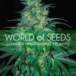 South African Kwazulu by World of Seeds – Cerebral – 12/12 Photoperiod – Sativa – image 2 – Seed City
