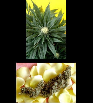 Southern Lights by Delta 9 Labs Seeds – Regular – Outdoor cultivation – Uplifting – image 2 – Seed City