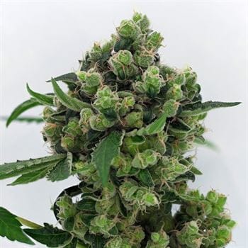 Sowahh by Karma Genetics – Sour – Regular – Mostly Sativa – image 2 – Seed City