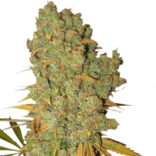 Special Kush #1 cannabis seeds – Excellent harvest potential – 12/12 Photoperiod – Feminized – image 2 from Seed City